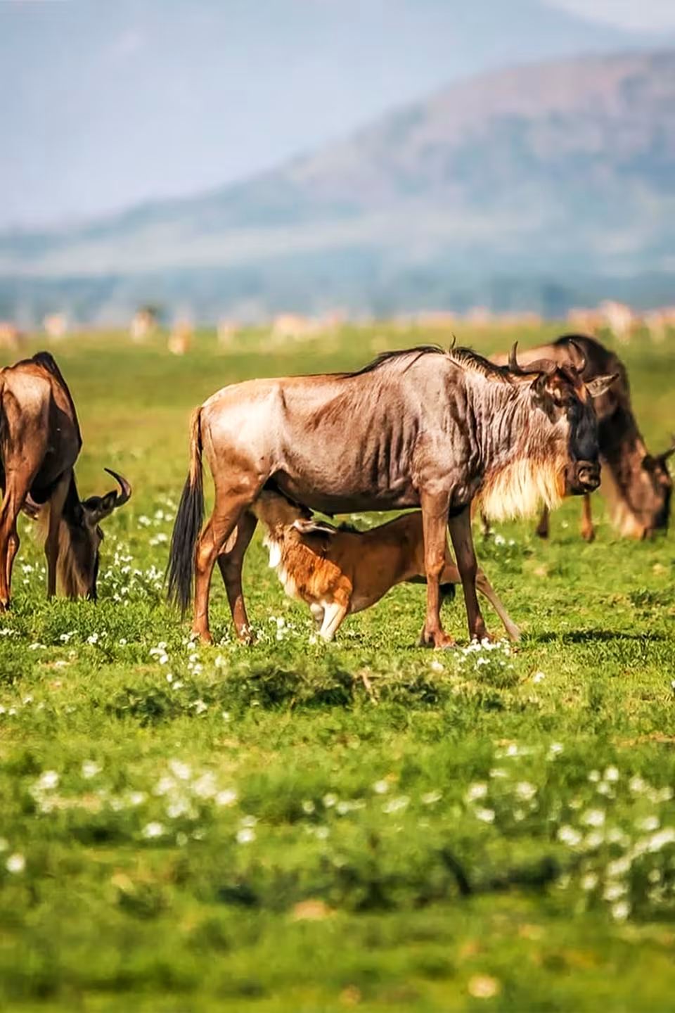 A newborn calf finding its feet at Ndutu