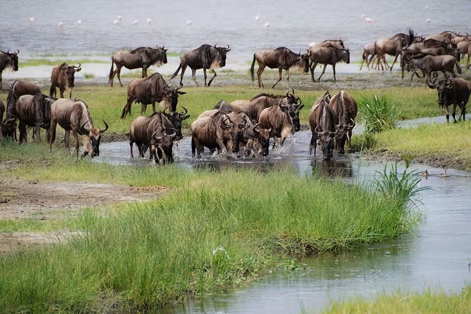 The herds crossing the Mara River at Kogatende