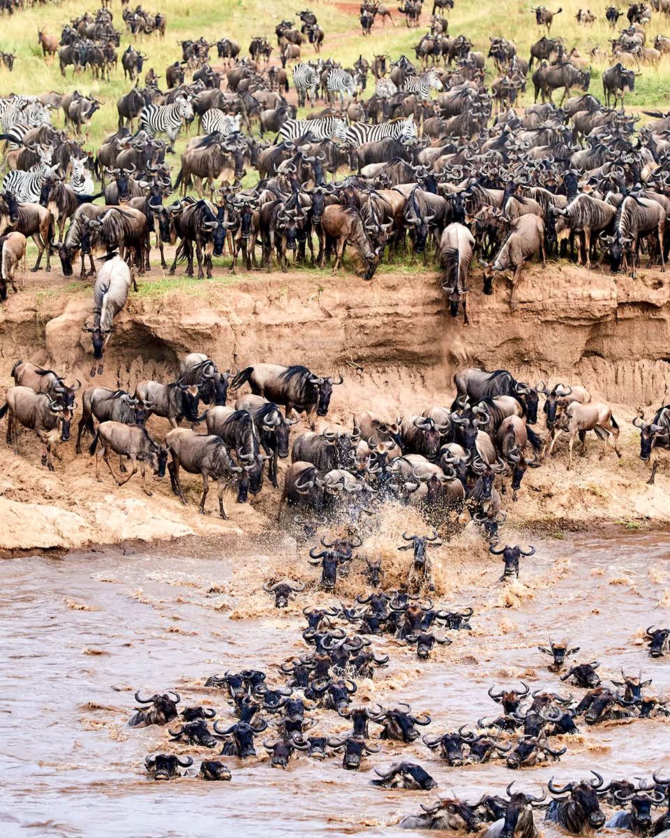 The herds crossing the Mara River near Kogatende